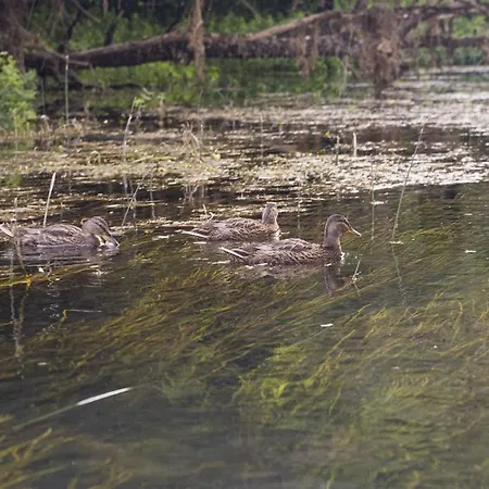 Super Cute Treehouse By The River *